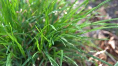 Yeşil çimlerin üzerindeki çiy tanesi. Taze doğa. Su damlatıyor