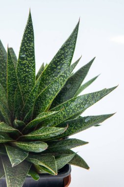 Haworthia Aloe Akış bitkisi saksı içinde sulu. Beyaz arka planda küçük yeşil bir çiçek. Rosette bitkisi Gasteraloe