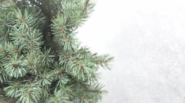 Noel ağacı dalları. Aralık 'ın kozalaklı buketi. Kış arkaplanı