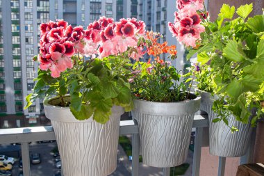 Pink pelargonium flowers. Bud close up. Grow a flower in a pot on the balcony. Botanical petal floral background. Gardening.