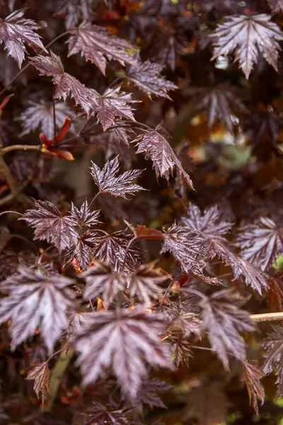 Japon akçaağaç dallarının kırmızı yaprakları. Doğa çiçekleri arka planda kalır.