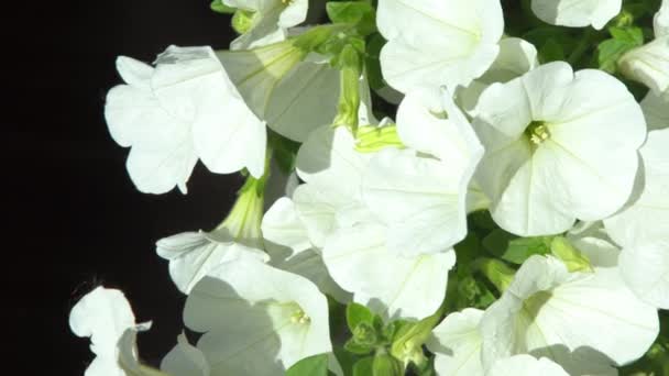 Petunia Blanca Brotes Flores Surfinia Planta Pétalo Verano Fondo — Vídeos de Stock