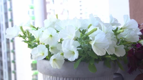 Petunia Blanca Brotes Flores Surfinia Ollas Flores Barandilla Balcón Ciudad — Vídeos de Stock