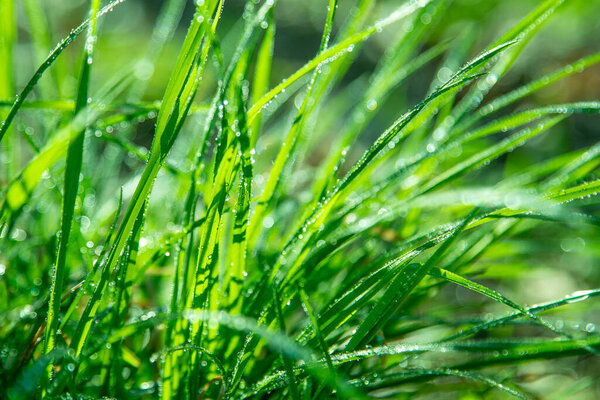 Dew on green grass. Fresh nature. Drops water. Light