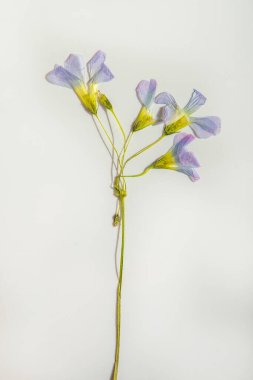 Oxalis çiçeği. Beyaz arkaplanda kurumuş tomurcuk