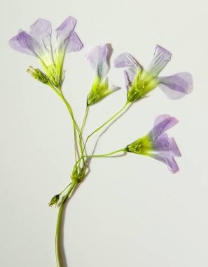 Oxalis çiçeği. Beyaz arkaplanda kurumuş tomurcuklar