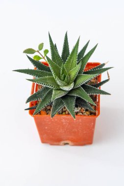 Haworthia Fasciata - Zebra Bitkisi saksıda sulu. Beyaz arkaplanda yeşil küçük çiçek