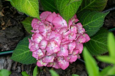Bahçedeki pembe ortanca çiçekleri. Bud, kapat. Bir yaz çiçeği hortensisi yetiştir. Çiçek yaprakları yeşil arka plan.