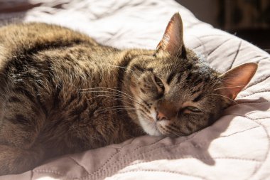 Kedi evde uyuyor. Hayvan dinlenme serinliği