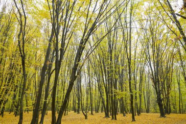 Sonbaharda ormanda sarı yapraklı ağaçlar. Doğa manzarası. Doğa.