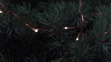 Noel ağacı dalları ve çelenk ışıkları. Aralık 'ın kozalaklı buketi. Kış arkaplanı