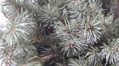 Noel ağacı dalları. Aralık 'ın kozalaklı buketi. Kış arkaplanı