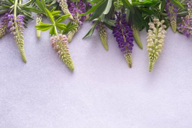 Lupine çiçekleri. Mor pembe tomurcuk. Çiçek yapraklı arka plan. Lupinus yabani çiçeği