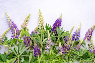 Lupine çiçekleri. Mor pembe tomurcuklar. Çiçek yapraklı arka plan. Lupinus yabani çiçekleri karıştırır.