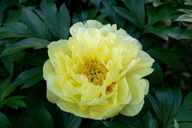 Sarı şakayık çiçeği tomurcuğu. Yaz bahçesi bitkisi