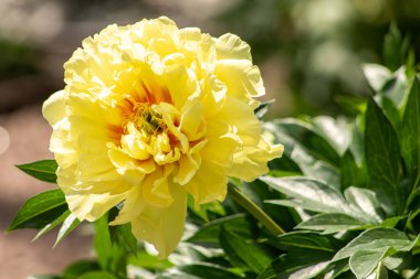 Sarı şakayık çiçeği tomurcuğu. Yaz bahçesi çiçek açıyor.