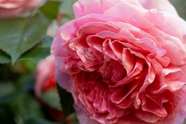 David Austin bahçede pembe gül goncası. Çiçek yaprağı arkaplanı