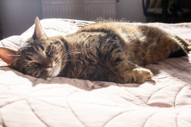 Kedi evde uyuyor. Hayvan yatağında dinleniyor.