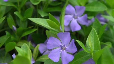 Periwinkle çiçeği. Bahçe bitkisi Çiçek açan Vinca yaprakları