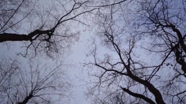 Gökyüzüne karşı dramatik ağaçlar. Yapraksız ağaç dalları. Doğa.