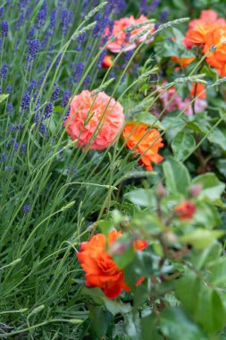 Bahçede turuncu pembe gül tomurcuğu. Çiçek kırmızısı yapraklar çiçek tarlası. Kırmızı güller açık havada