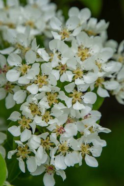 Armut çiçeği. Beyaz tomurcuklar. Meyve ağacı yaprağı. Bahar doğası