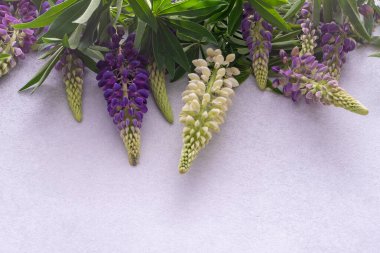 Lupine çiçekleri. Mor pembe tomurcuklar. Çiçek yapraklı arka plan. Lupinus yabani çiçeği