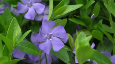 Periwinkle çiçeği. Bahçe bitkisi Bud çiçek açtı Vinca yaprakları çiçek açtı