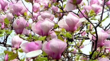 Pembe manolya çiçekleri. Bahçedeki bir ağaç dalında çiçek tomurcuğu. Bahar çiçekli doğa yaprağı arka planı