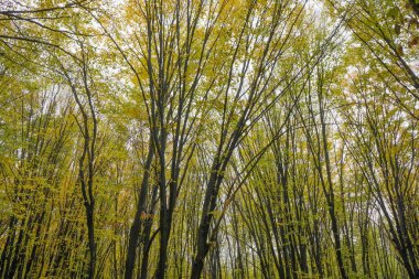 Sonbaharda ormanda sarı yapraklı ağaçlar. Doğa manzarası. Doğa.