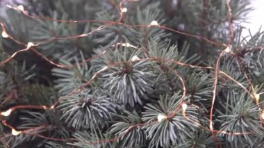 Noel ağacı dalları ve çelenk ışıkları. Aralık 'ın kozalaklı buketi. Kış arkaplanı