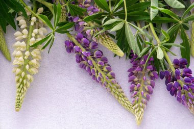 Lupine çiçekleri. Mor pembe tomurcuklar. Çiçek yapraklı arka plan. Lupinus yabani çiçeği