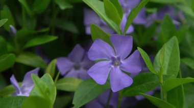 Periwinkle çiçeği. Bahçe bitkisi Bud Bloom Vinca doğayı terk eder