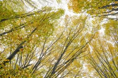 Sonbaharda ormanda sarı yapraklı ağaçlar. Doğa manzarası. Doğa.