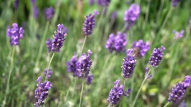 Mor lavanta çiçekleri. Tarlada çiçek. Doğa geçmişi. Bahçede güzel kokulu bir bitki yetiştir. Arı böcekleri polen toplar. Yaz çiçeği bal bitkisi. Yakın plan..