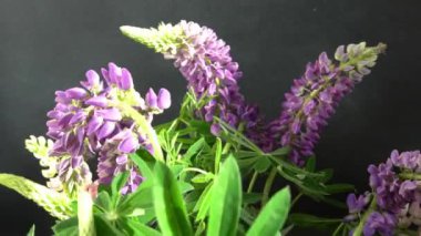 Lupine çiçekleri. Mor ve pembe tomurcuk buketi.