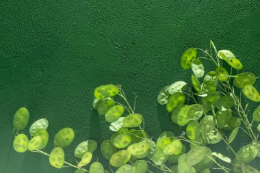 Yeşil yapraklı arka plan. Lunaria Annua gidiyor. Kurumuş çiçek para fabrikası. Boşluğu kopyala