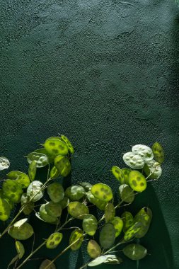 Yeşil yapraklı arka plan. Lunaria Annua gidiyor. Kurumuş çiçek para fabrikası. Koyu yeşillik