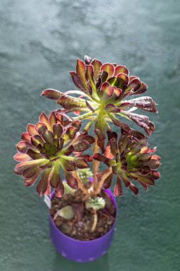 Flower Aeonium Schwarzkopf sulu. Bitki saksısı bırakıyor. Çiy içindeki kara gül..