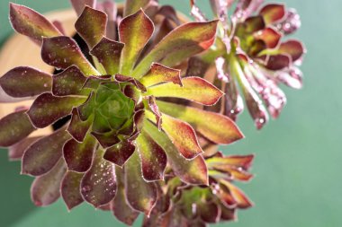 Flower Aeonium Schwarzkopf sulu. Bitki yaprakları. Arboreum Kara Gül. Bud çiğ