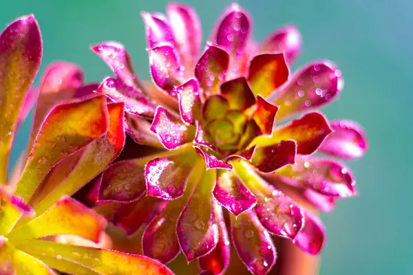 stock image Flower Aeonium Schwarzkopf succulent. Leaves plant. Arboreum pink bud flowers.