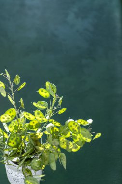 Yeşil yapraklı arka plan. Lunaria Annua gidiyor. Kurumuş çiçek para bitkisi.