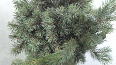 Noel ağacı dalları. Aralık 'ın kozalaklı buketi. Kış arkaplanı