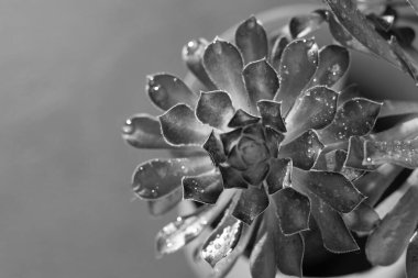 Flower Aeonium Schwarzkopf sulu. Bitki yaprakları. Arboreum Kara Gül. Gri arkaplan