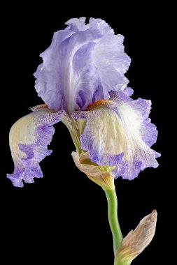 Siyah arka plan üzerine izole Iris çiçeği.