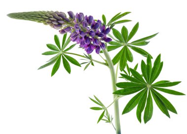 Lupine çiçeği beyaz arka planda izole edilmiş. Mor lupin tomurcuk