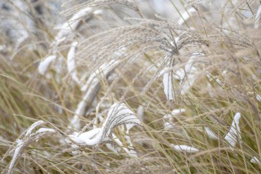 Kışın kar altında miscanthus. Bahçe bitkisi.