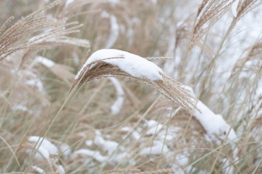 Kışın kar altında miscanthus. Bahçe bitkisi.