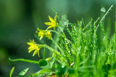 Orman çiçeği Gagea minima ya da sarı yıldız. Yeşil çimlerin üzerindeki çiy tanesi. Taze doğa. Su damlatıyor. Botanik