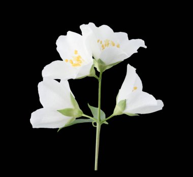 Yasemin çiçeği. Beyaz tomurcuklar siyah arkaplanda izole edilmiş